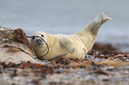 grey seal