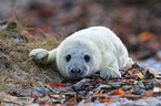 grey seal
