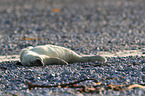 grey seal