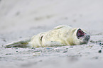 grey seal