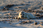 grey seal