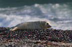 grey seal