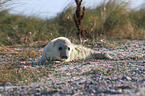 grey seal