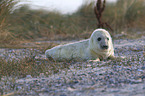grey seal