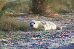 grey seal