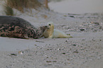 grey seals