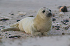 grey seal