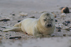 grey seal