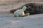 grey seals