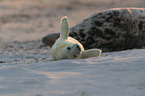 grey seals