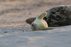 grey seals