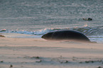 grey seal