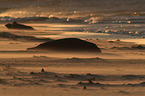 grey seals