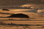 grey seals
