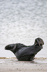 Grey Seal