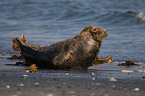 grey seal