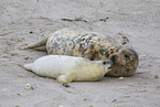 grey seals