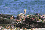 grey seals