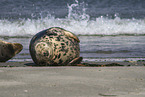 grey seals