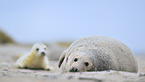 grey seals