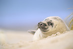 grey seal