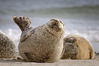 grey seal