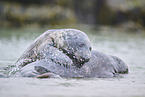 grey seal