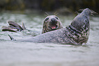 grey seal