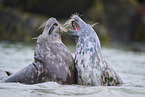 grey seal
