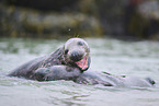grey seal
