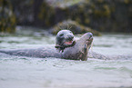 grey seal
