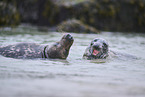 grey seal