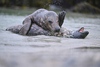 grey seal