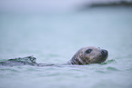 grey seal