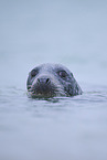 grey seal