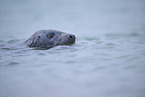 grey seal