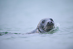 grey seal