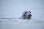 grey seal