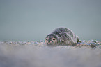 grey seal