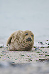 grey seal
