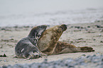 grey seal
