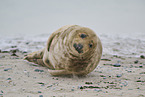 grey seal