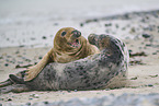 grey seal