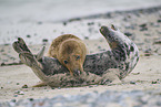 grey seal