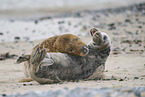 grey seal