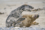 grey seal