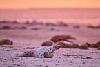 grey seal