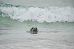 grey seal
