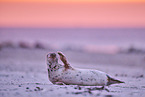 grey seal
