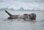grey seal